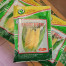 Bibit Jagung Bibit Jagung