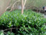  Bibit Mangrove  