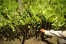MANGROVE MANGROVE