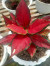  Indukan Aglonema Red King  