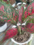  Indukan Aglonema Red Sunset  