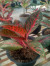  Indukan Aglonema Red Legacy  