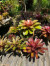 Indukan Aneka Bromelia Indukan Aneka Bromelia