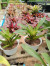 Indukan Aneka Bromelia Indukan Aneka Bromelia