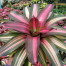 Indukan Aneka Bromelia Indukan Aneka Bromelia