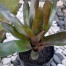 Indukan Aneka Bromelia Indukan Aneka Bromelia