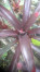 Indukan Aneka Bromelia Indukan Aneka Bromelia