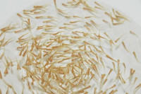 Nener Bandeng no-image