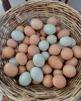 Telur Bebek no-image