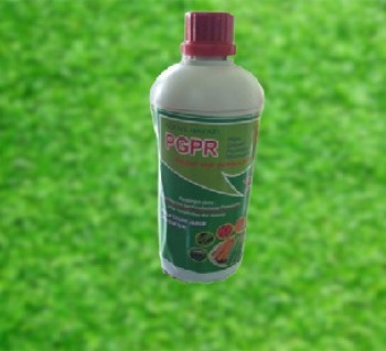 PGPR Pemacu Pertumbuhan