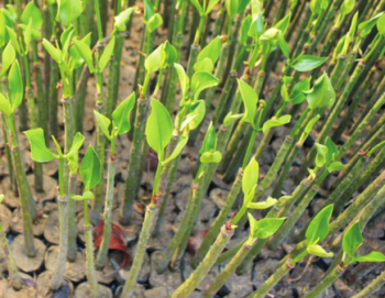 BIBIT MANGROVE