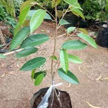 BIBIT POHON DURIAN