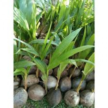 BIBIT POHON KELAPA HIBRIDA