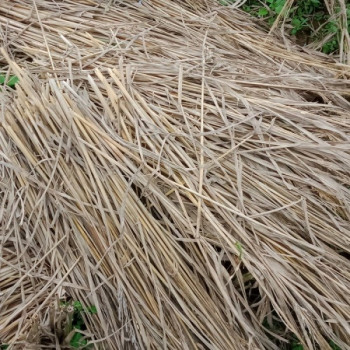 hasil samping pertanian /jaremi padi