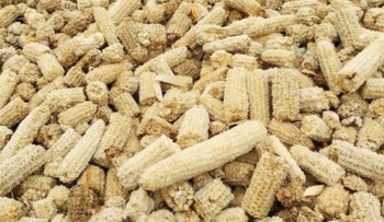 TONGKOL JAGUNG BAHAN BAKAR