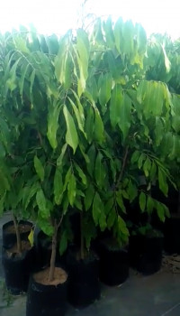 BIBIT POHON INDUK LENGKENG