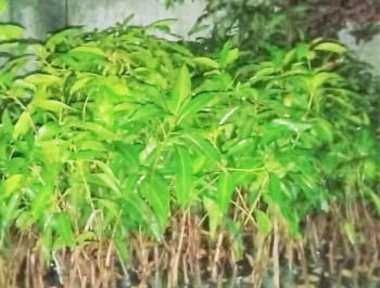 BIBIT POHON INDUK MANGGA