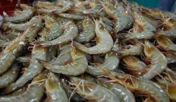 Udang Basah