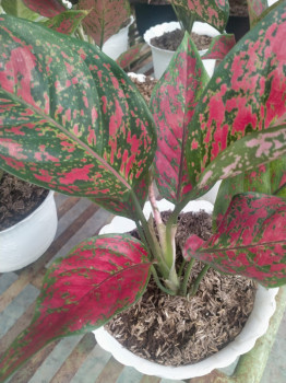 Indukan Aglonema Red Sunset