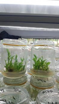 PLANTLET PISANG GRADE 2