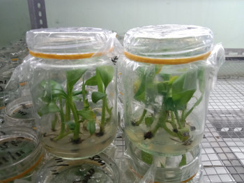PLANTLET PISANG GRADE 3