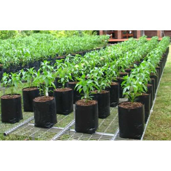 polybag / kantong plastik